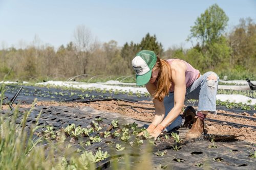 Solutions nutritives plantes Rennes