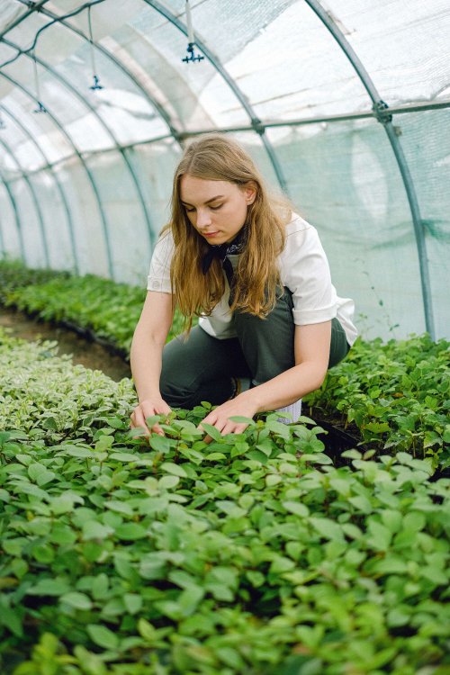 Le biostimulant agricole pour augmenter le rendement de vos cultures hors-sol