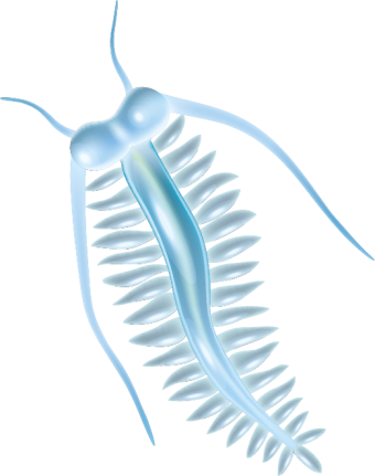 Nourriture des auxiliaires (artemia)