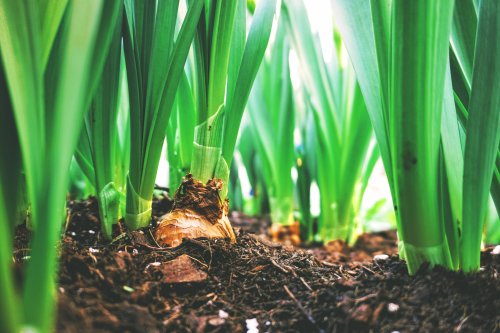 Biostimulants agricoles Rennes