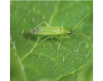 Insectes et auxiliaires de culture