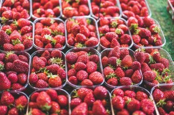 Barquette / couvercle (accessoire culture de fraise)