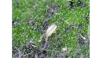 Amblyseius californicus