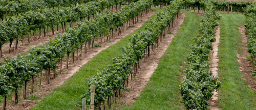 Optimisez votre palissage avec les crochets de descente de qualité BREIZH APPRO près de Brest