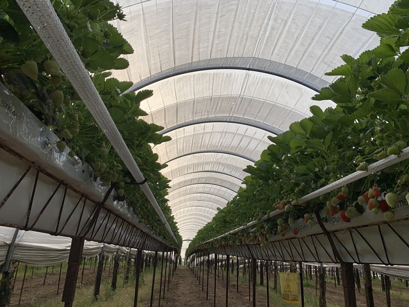Bandelette Support de hampe (accessoire culture de fraise)
