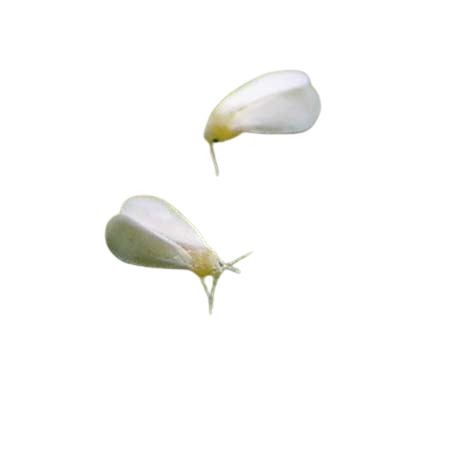 Auxiliaire aleurodes