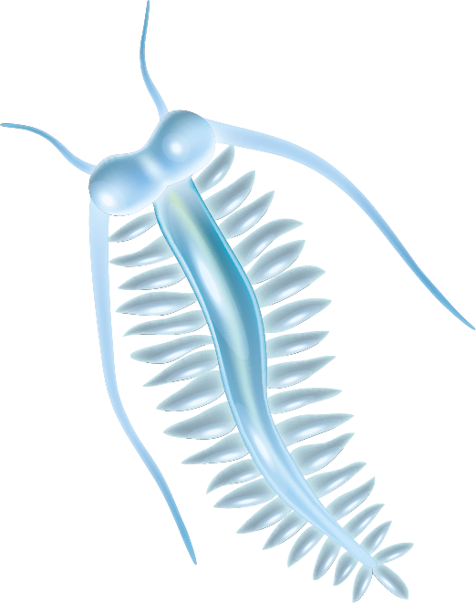 Nourriture des auxiliaires (artemia)
