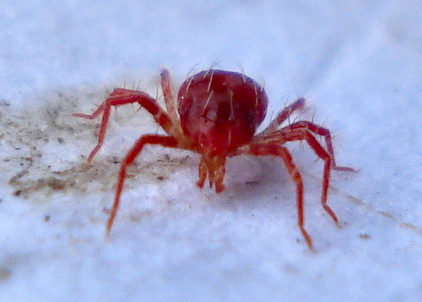 Phytoseiulus persimilis