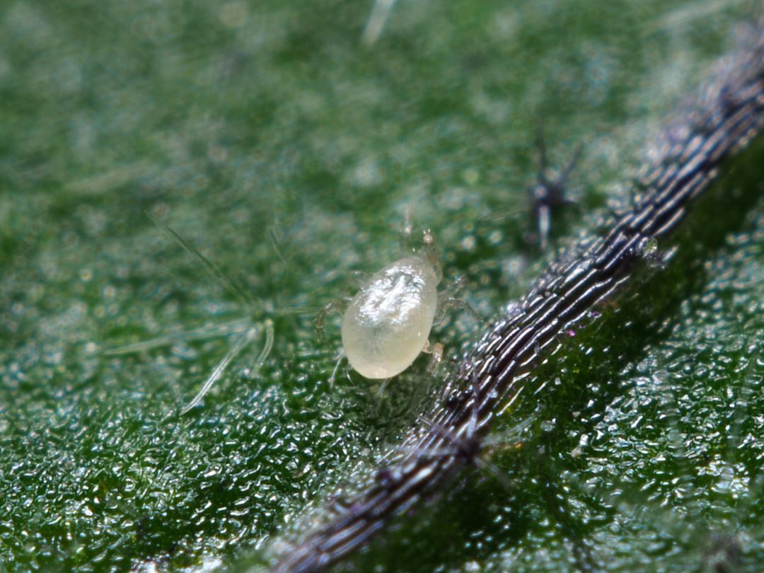 Amblyseius andersoni