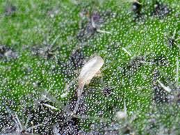 Amblyseius californicus