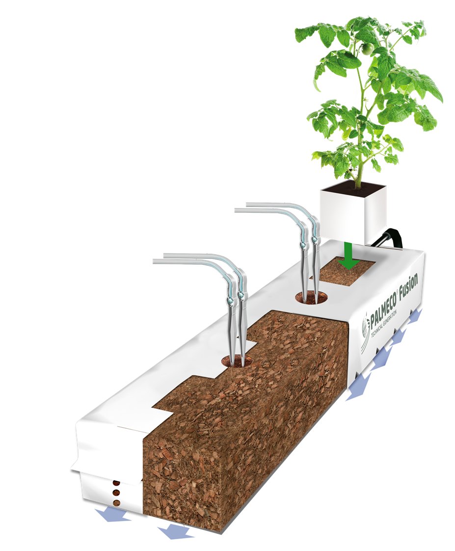 Palmeco Fusion